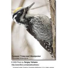 Attēlu rezultāti vaicājumam “Picoides tridactylus”