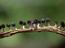 Attēlu rezultāti vaicājumam “Diachea subsessilis”