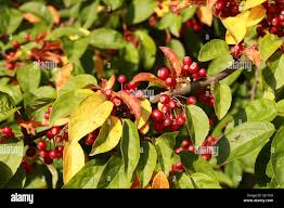 Attēlu rezultāti vaicājumam “Malus x zumi”