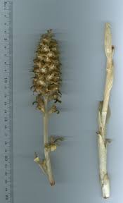 Attēlu rezultāti vaicājumam “Neottia nidus-avis”