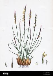 Attēlu rezultāti vaicājumam “Nardus stricta flower”