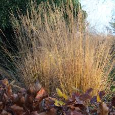 Attēlu rezultāti vaicājumam “Molinia caerulea”