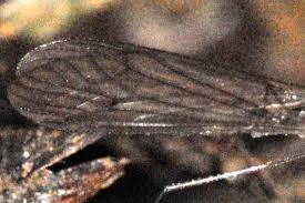 Attēlu rezultāti vaicājumam “Trichocera regelationis”