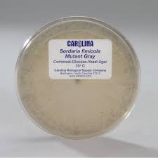 Attēlu rezultāti vaicājumam “Sordaria fimicola”