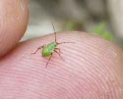 Attēlu rezultāti vaicājumam “Lygus nymph nymph”