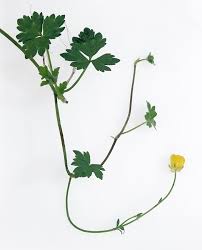 Attēlu rezultāti vaicājumam “Ranunculus bulbosus”