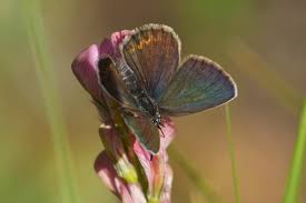 Attēlu rezultāti vaicājumam “Plebejus argus female”