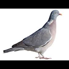 Image result for Columba palumbus
