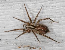 Attēlu rezultāti vaicājumam “Agelenidae”