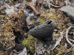 Attēlu rezultāti vaicājumam “Pseudoplectania nigrella”