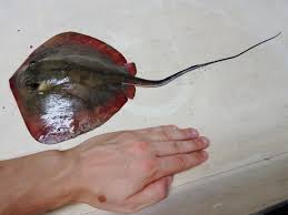 Image result for Dasyatis chrysonota