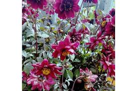 Image result for Dahlia `Red Skin`