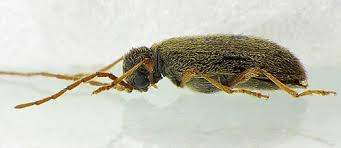 Attēlu rezultāti vaicājumam “Ptinus sp. male”