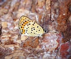 Attēlu rezultāti vaicājumam “Lycaena tityrus female”