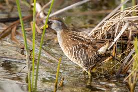 Image result for Porzana carolina