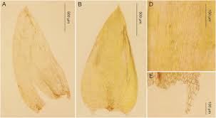 Attēlu rezultāti vaicājumam “Plagiothecium latebricola macro”