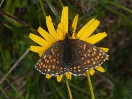 Attēlu rezultāti vaicājumam “Melitaea diamina”