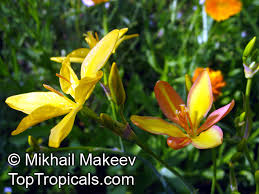 Image result for Pardancanda norrisii