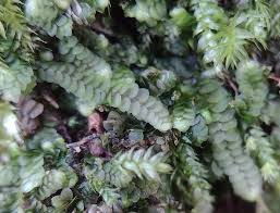 Attēlu rezultāti vaicājumam “Calypogeia fissa”