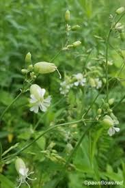 Attēlu rezultāti vaicājumam “Silene vulgaris bud”
