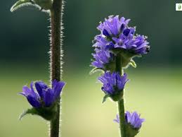 Attēlu rezultāti vaicājumam “Campanula cervicaria flower”