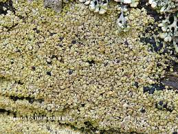 Attēlu rezultāti vaicājumam “Hypocenomyce scalaris”