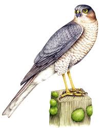 Attēlu rezultāti vaicājumam “Accipiter nisus female”