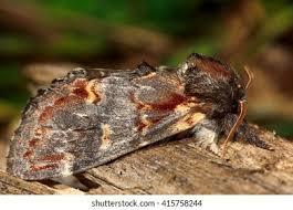 Attēlu rezultāti vaicājumam “Notodonta dromedarius”