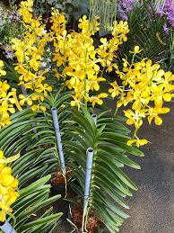 Attēlu rezultāti vaicājumam “Didymium aggregatum”