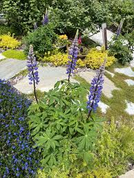 Attēlu rezultāti vaicājumam “Lupinus polyphyllus flower”