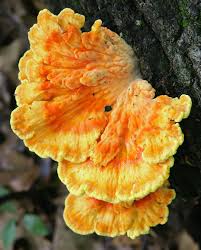 Attēlu rezultāti vaicājumam “Laetiporus sulphureus”