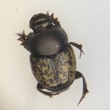 Attēlu rezultāti vaicājumam “Aegialia arenaria”