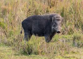 Attēlu rezultāti vaicājumam “Sus scrofa”