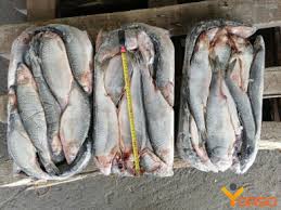 Image result for Clupea pallasii