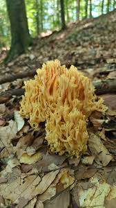 Attēlu rezultāti vaicājumam “Ramaria flava”