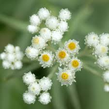 Attēlu rezultāti vaicājumam “Anaphalis margaritacea flower”