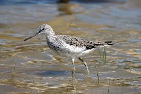 Attēlu rezultāti vaicājumam “Tringa nebularia adult”