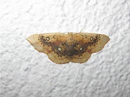 Attēlu rezultāti vaicājumam “Cyclophora pendularia”