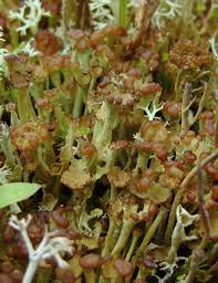 Attēlu rezultāti vaicājumam “Cladonia stygia”