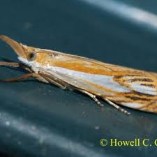 Attēlu rezultāti vaicājumam “Crambus heringiellus”