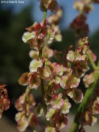 Attēlu rezultāti vaicājumam “Rumex acetosa flower”