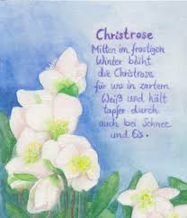 Image result for Christrose