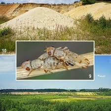 Attēlu rezultāti vaicājumam “Tetanops myopina”