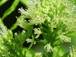 Attēlu rezultāti vaicājumam “Cardamine impatiens flower”