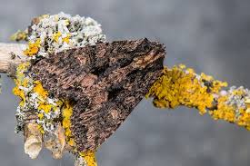 Attēlu rezultāti vaicājumam “Mniotype satura”