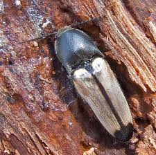 Attēlu rezultāti vaicājumam “Ampedus sp.”