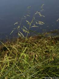 Attēlu rezultāti vaicājumam “Leersia oryzoides”