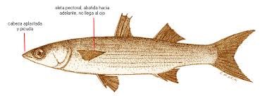 Image result for Liza ramada