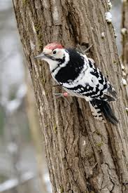 Attēlu rezultāti vaicājumam “Dendrocopos leucotos”