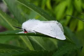 Attēlu rezultāti vaicājumam “Spilosoma lutea imago”